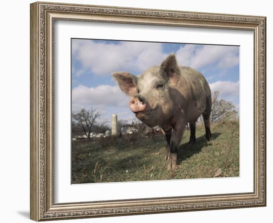 Domestic Pig (Mixed Breed) USA-Lynn M^ Stone-Framed Photographic Print