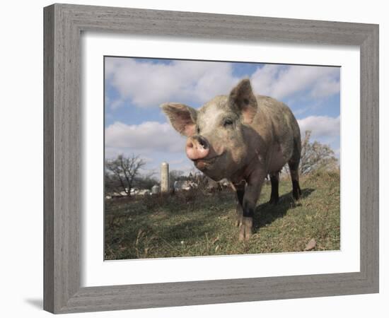 Domestic Pig (Mixed Breed) USA-Lynn M^ Stone-Framed Photographic Print