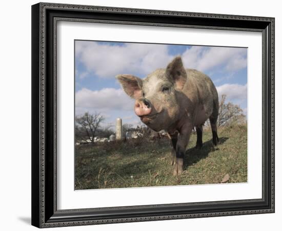 Domestic Pig (Mixed Breed) USA-Lynn M^ Stone-Framed Photographic Print