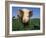 Domestic Pig Portrait, USA-Lynn M. Stone-Framed Photographic Print