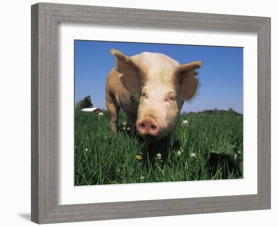 Domestic Pig Portrait, USA-Lynn M. Stone-Framed Photographic Print