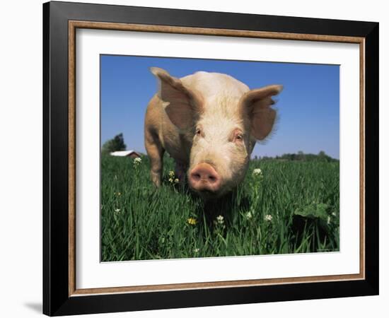 Domestic Pig Portrait, USA-Lynn M. Stone-Framed Photographic Print