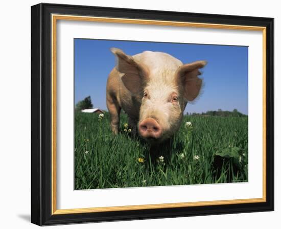 Domestic Pig Portrait, USA-Lynn M. Stone-Framed Photographic Print