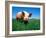 Domestic Pig Portrait, Yorkshire Breed-Lynn M. Stone-Framed Photographic Print