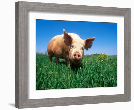 Domestic Pig Portrait, Yorkshire Breed-Lynn M. Stone-Framed Photographic Print