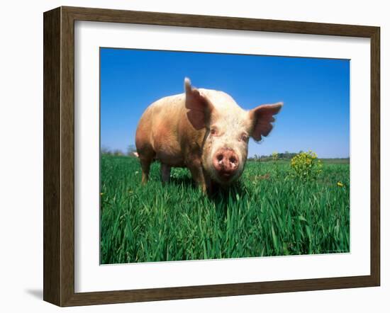 Domestic Pig Portrait, Yorkshire Breed-Lynn M. Stone-Framed Photographic Print