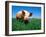 Domestic Pig Portrait, Yorkshire Breed-Lynn M. Stone-Framed Photographic Print