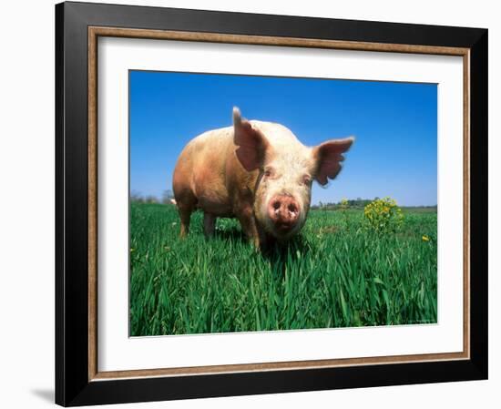 Domestic Pig Portrait, Yorkshire Breed-Lynn M. Stone-Framed Photographic Print