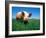 Domestic Pig Portrait, Yorkshire Breed-Lynn M. Stone-Framed Photographic Print