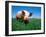 Domestic Pig Portrait, Yorkshire Breed-Lynn M. Stone-Framed Photographic Print