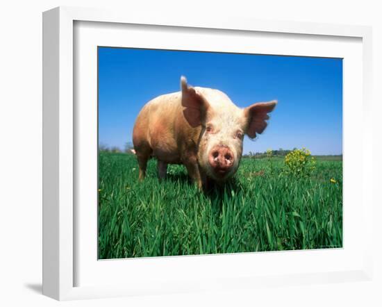 Domestic Pig Portrait, Yorkshire Breed-Lynn M. Stone-Framed Photographic Print