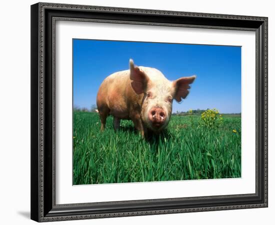 Domestic Pig Portrait, Yorkshire Breed-Lynn M. Stone-Framed Photographic Print