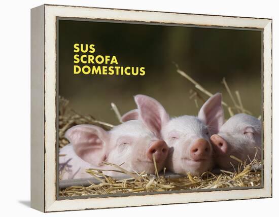 Domestic Pig (Sus Scrofa Domesticus)-Thorsten Milse-Framed Stretched Canvas