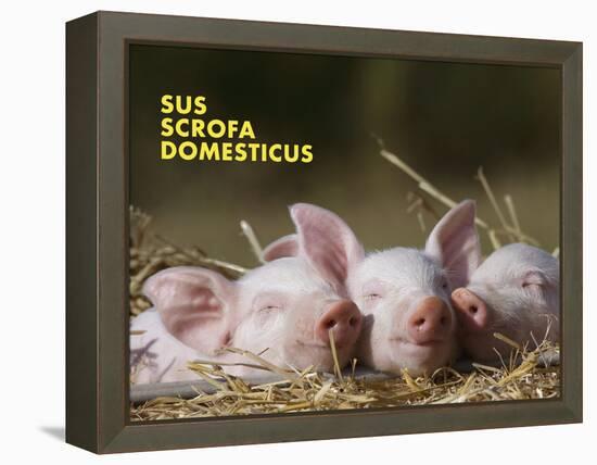 Domestic Pig (Sus Scrofa Domesticus)-Thorsten Milse-Framed Stretched Canvas