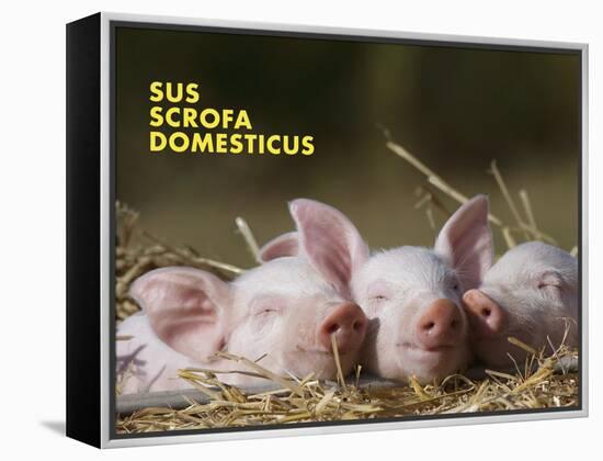 Domestic Pig (Sus Scrofa Domesticus)-Thorsten Milse-Framed Stretched Canvas