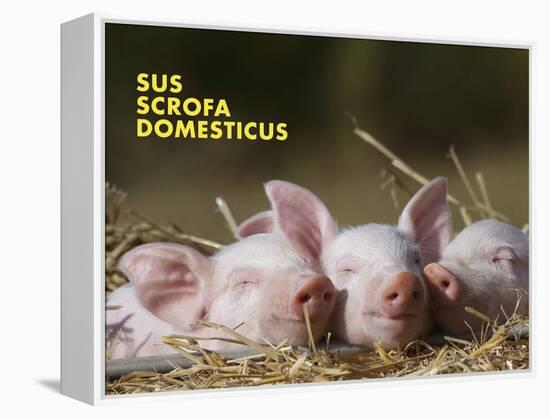 Domestic Pig (Sus Scrofa Domesticus)-Thorsten Milse-Framed Stretched Canvas