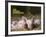 Domestic Pig (Sus Scrofa Domesticus)-Thorsten Milse-Framed Art Print