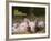 Domestic Pig (Sus Scrofa Domesticus)-Thorsten Milse-Framed Art Print