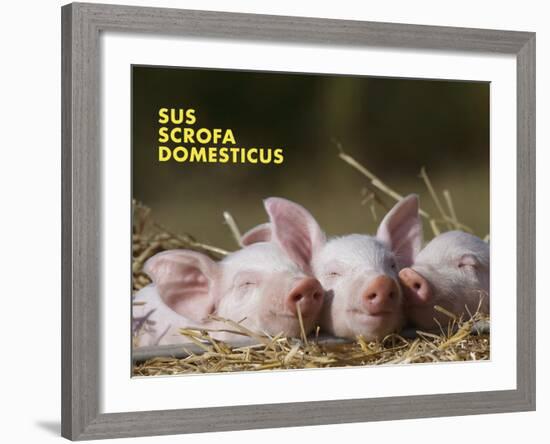 Domestic Pig (Sus Scrofa Domesticus)-Thorsten Milse-Framed Art Print