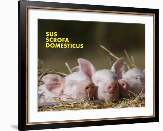 Domestic Pig (Sus Scrofa Domesticus)-Thorsten Milse-Framed Art Print