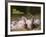 Domestic Pig (Sus Scrofa Domesticus)-Thorsten Milse-Framed Art Print