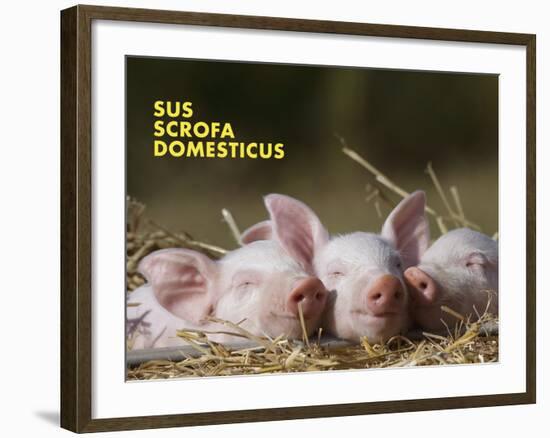 Domestic Pig (Sus Scrofa Domesticus)-Thorsten Milse-Framed Art Print