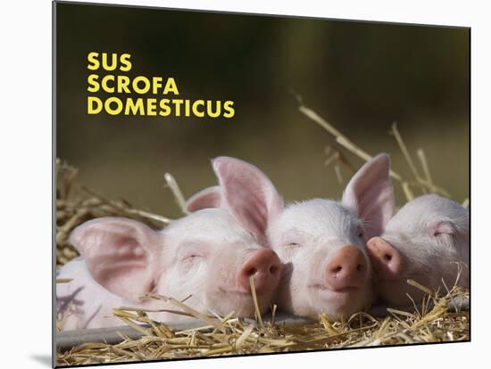 Domestic Pig (Sus Scrofa Domesticus)-Thorsten Milse-Mounted Art Print