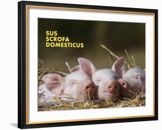 Domestic Pig (Sus Scrofa Domesticus)-Thorsten Milse-Framed Art Print