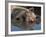 Domestic Pig Wallowing in Mud, USA-Lynn M. Stone-Framed Photographic Print