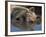 Domestic Pig Wallowing in Mud, USA-Lynn M. Stone-Framed Photographic Print