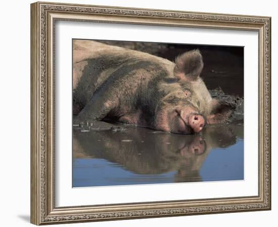 Domestic Pig Wallowing in Mud, USA-Lynn M. Stone-Framed Photographic Print