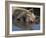 Domestic Pig Wallowing in Mud, USA-Lynn M. Stone-Framed Photographic Print