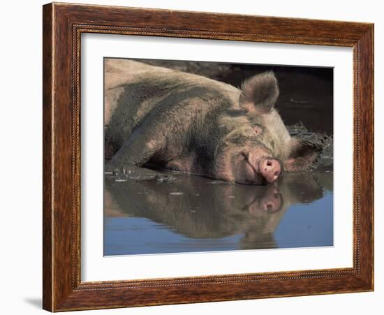 Domestic Pig Wallowing in Mud, USA-Lynn M. Stone-Framed Photographic Print