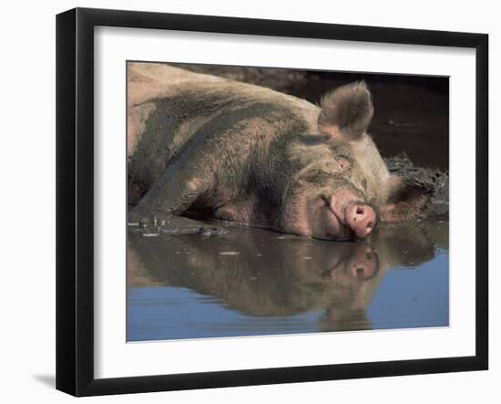 Domestic Pig Wallowing in Mud, USA-Lynn M. Stone-Framed Photographic Print