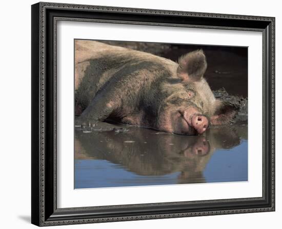 Domestic Pig Wallowing in Mud, USA-Lynn M. Stone-Framed Photographic Print