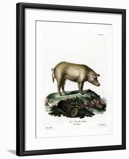 Domestic Pig-null-Framed Giclee Print