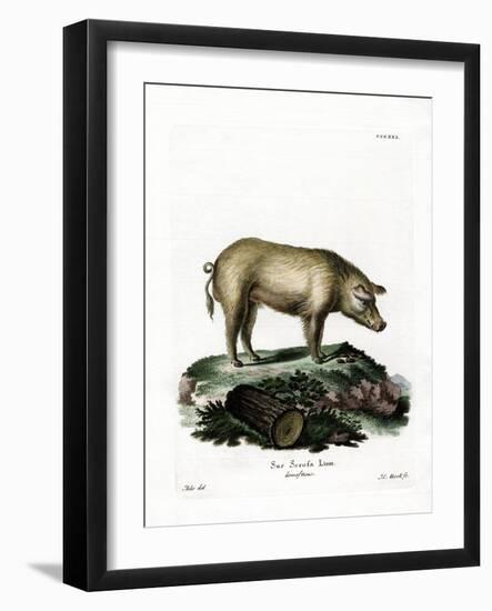 Domestic Pig-null-Framed Giclee Print