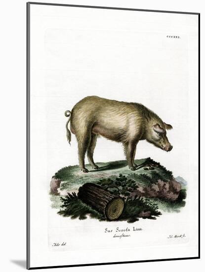 Domestic Pig-null-Mounted Giclee Print