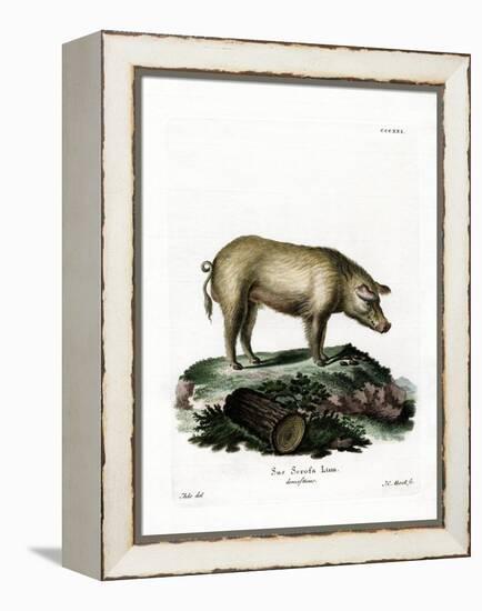 Domestic Pig-null-Framed Premier Image Canvas