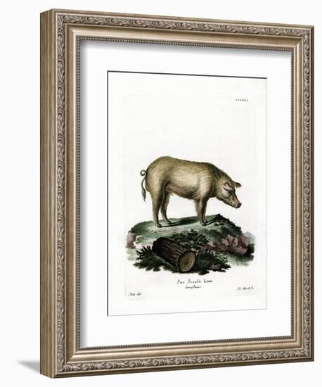 Domestic Pig-null-Framed Giclee Print