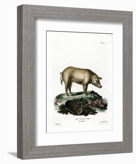 Domestic Pig-null-Framed Giclee Print