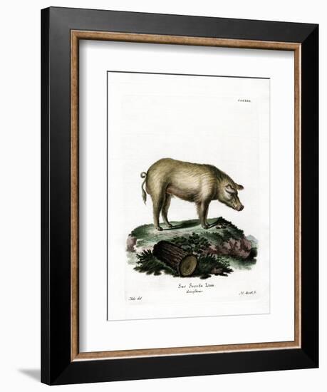 Domestic Pig-null-Framed Giclee Print