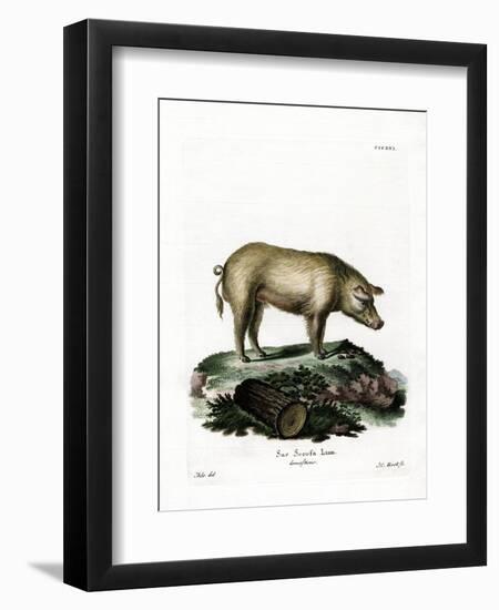 Domestic Pig-null-Framed Giclee Print