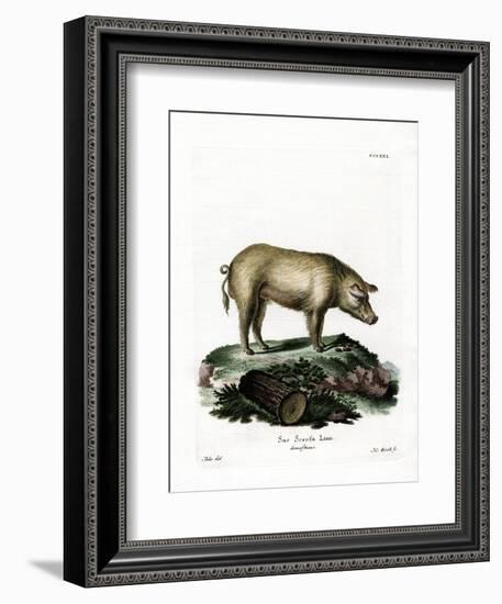Domestic Pig-null-Framed Giclee Print