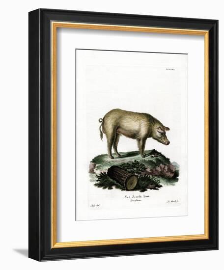 Domestic Pig-null-Framed Giclee Print