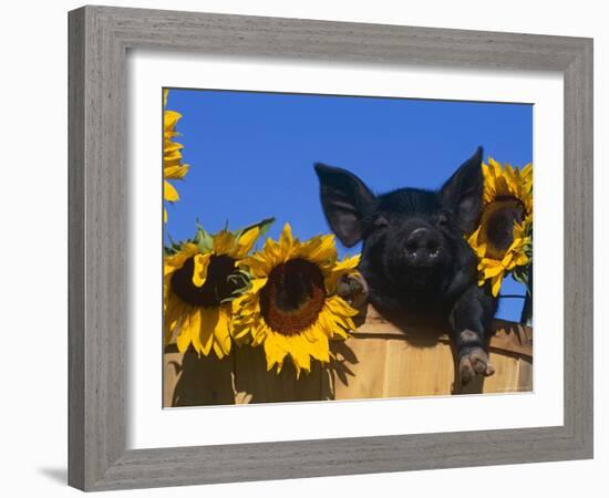 Domestic Piglet, Amongst Sunflowers, USA-Lynn M. Stone-Framed Photographic Print