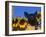 Domestic Piglet, Amongst Sunflowers, USA-Lynn M. Stone-Framed Photographic Print