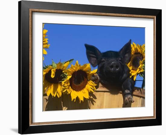 Domestic Piglet, Amongst Sunflowers, USA-Lynn M. Stone-Framed Photographic Print