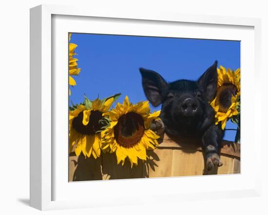 Domestic Piglet, Amongst Sunflowers, USA-Lynn M. Stone-Framed Photographic Print