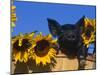 Domestic Piglet, Amongst Sunflowers, USA-Lynn M. Stone-Mounted Photographic Print